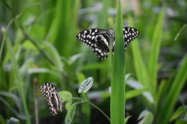 Yaprağın Üzerinde Oturan Kelebekler — Stok fotoğraf