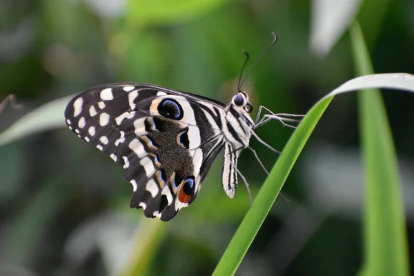 Yaprağın Üzerinde Oturan Kelebek — Stok fotoğraf