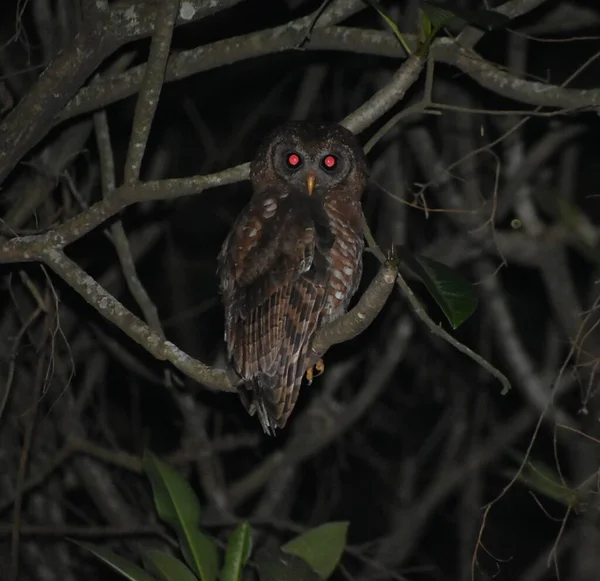 フクロウは暗闇の中で枝に座っている — ストック写真