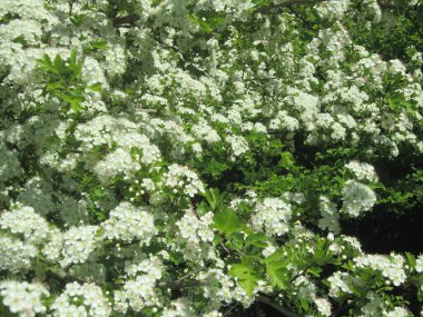  Yeşil çayırdaki beyaz çiçekler