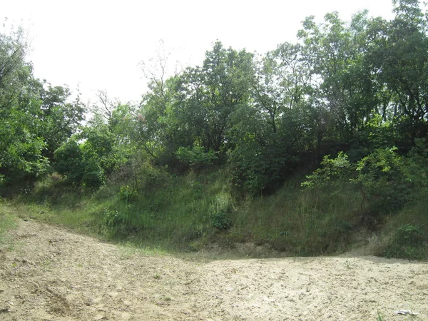 Foresta Sulla Riva Del Fiume — Foto Stock