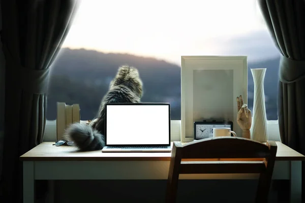 电脑笔记本电脑 可爱的猫坐在木制桌子上 望着窗外 — 图库照片