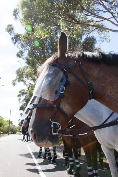 Reclaim Australia Rally - Melton — Stock Photo, Image