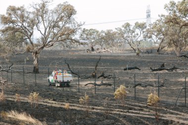 Epping Bushfires sonrasında