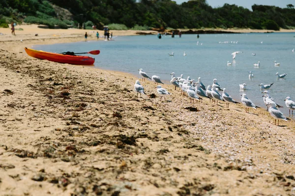 Gaivotas em uma praia — Fotografia de Stock