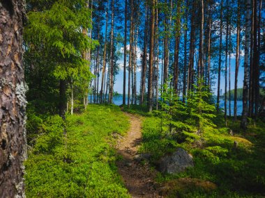 Sakin kıyıya giden yol.
