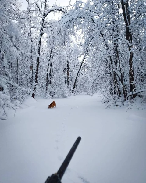 Hunting in winter with your beloved dog.