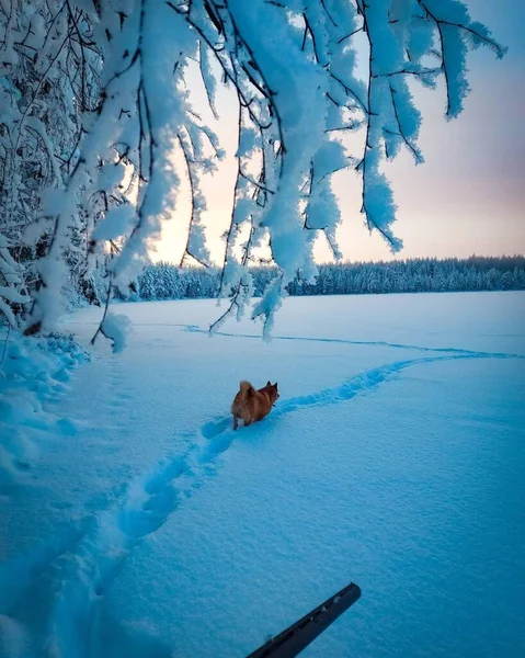 Jagen Winter Met Geliefde Hond — Stockfoto