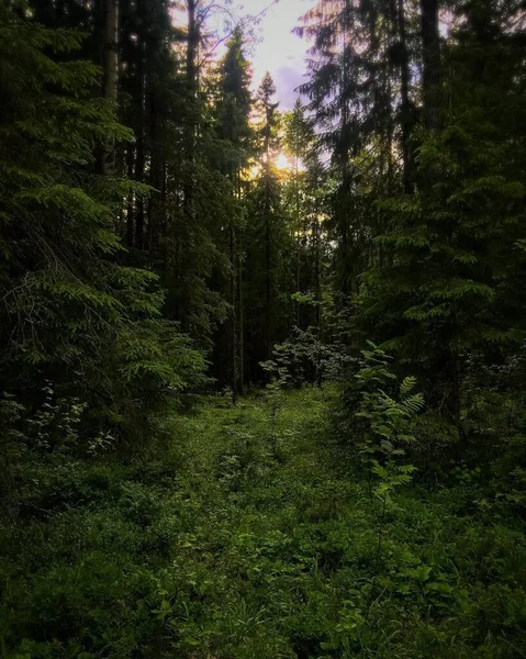 Die Geister Der Alten Leben Dichten Wald — Stockfoto