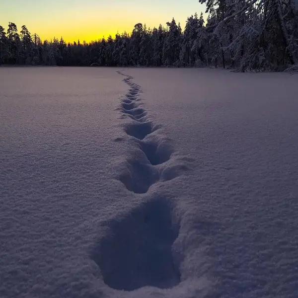 Lábnyomok Téli Erdőben — Stock Fotó
