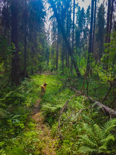 Ein Tiefer Wald Voller Geheimnisse — Stockfoto