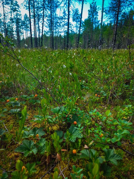 Cloudberry Einem Kleinen Sumpf — Stockfoto