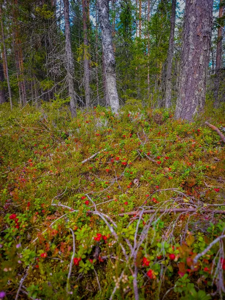 Preiselbeerwald Karelien — Stockfoto