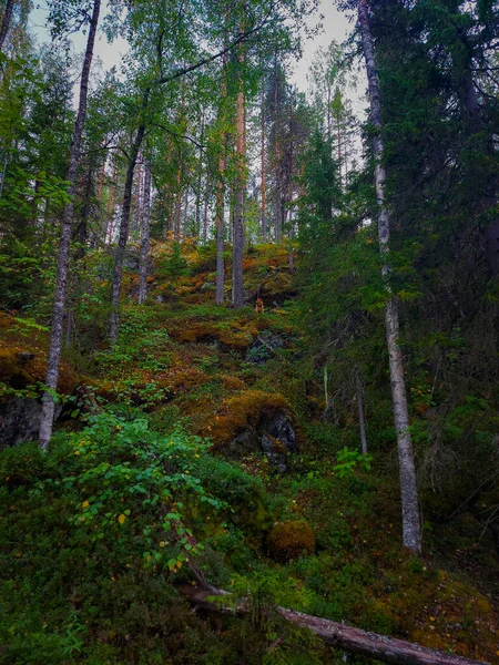 Скалы Посреди Густого Леса — стоковое фото