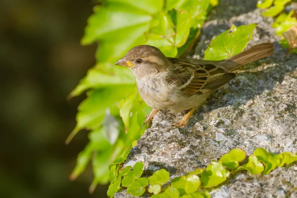 Slovenya 'nın başkenti Ljubljana' da Tivoli Parkı 'ndaki Tivoli Pond' da sarmaşık yapraklarıyla çevrili güneşli bir kayanın üzerindeki genç bir ev serçesi (Passer domesticus).