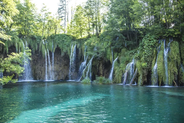 Segreto della foresta profonda — Foto Stock