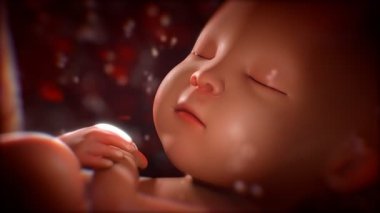 Bir annenin rahim içinde insan bebek