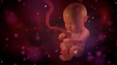Bir annenin rahim içinde insan bebek