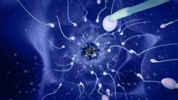 Groupe de spermatozoïdes en compétition — Video