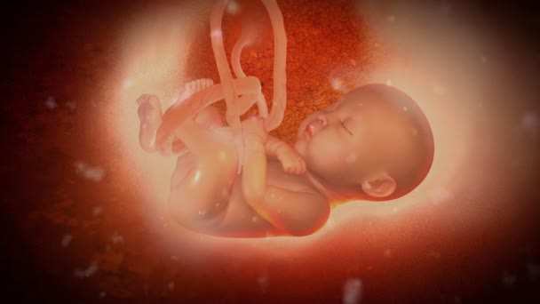 Lidské dítě v děloze matky — Stock video