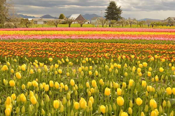 Tulip Festival Laconner — Stock Photo, Image