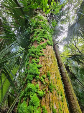 Rock Springs Kelly Park, FL 'de bir ağaçta yosun.