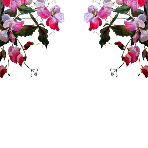 A virágok édes borsó akvarell háttér — Stock Vector