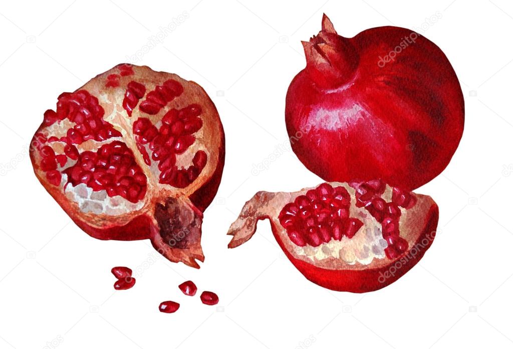  pomegranate ,isolated on a white background, watercolor paintin