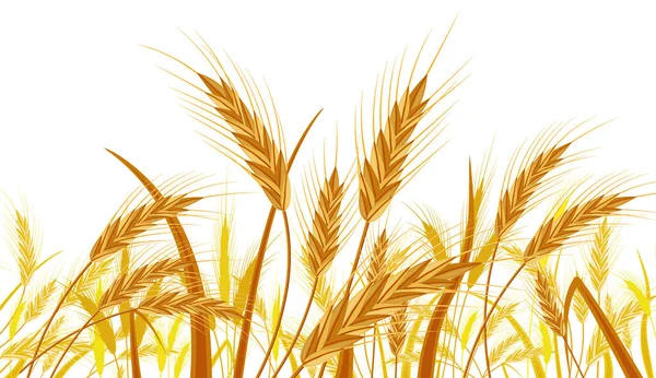 Пшеница на полях. Знамя с ушной жатвой — стоковый вектор