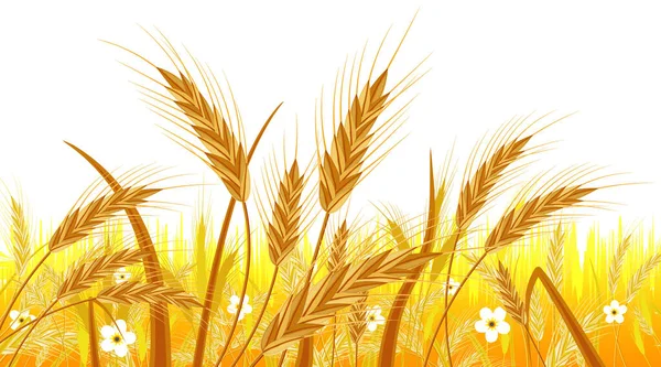 Wheat in the Fields. Banner with Ear Harvest — Stock Vector