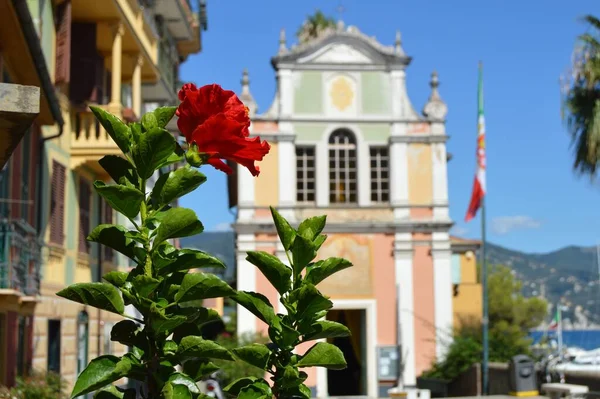 Portofino Italy Cityscape Oratorio Sant Erasmo Red Chinese Rose Foreground — 스톡 사진