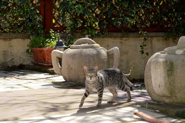 Kotor Montenegro Gatti Sono Preferiti Dei Residenti Locali Simbolo Della — Foto Stock