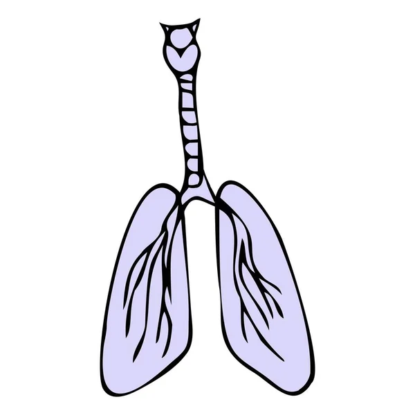 Modelo de pulmones humanos aislados sobre fondo blanco — Vector de stock