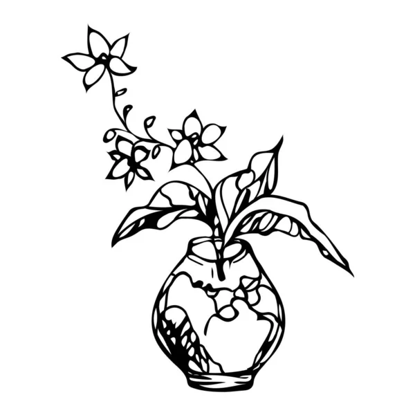 Planta de la casa de Phalaenopsis de la orquídea, ilustración potted del vector de la flor — Vector de stock