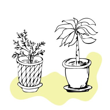 Bahçe ve ev için güzel süs bitkisi, beyaz arka planda izole bir çömlekte ağaç ve yapraklar..