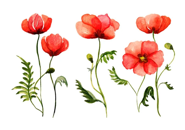 Conjunto de amapolas acuarela, ilustración dibujada a mano de flores de campo rojo aisladas sobre fondo blanco. —  Fotos de Stock