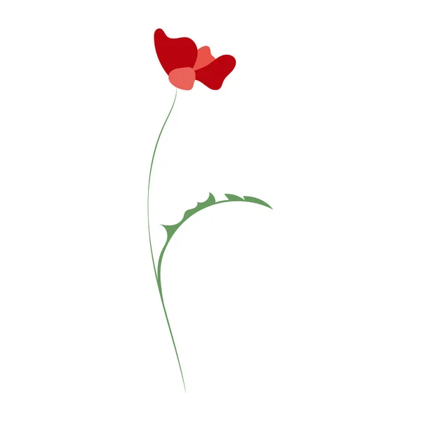 Poppy bloem, lijntekening. Wilde bloemen, overzicht bloemen ontwerp elementen geïsoleerd op witte achtergrond, — Stockvector