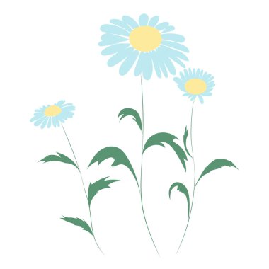 Papatya çiçeği, çizgi çizimi. Papatya kır çiçekleri, beyaz arka planda izole edilmiş çiçek tasarımı unsurları..