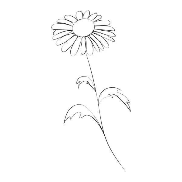 Fleur de camomille, dessin au trait. Fleurs sauvages marguerites, contour floral éléments de conception isolés sur fond blanc. — Image vectorielle