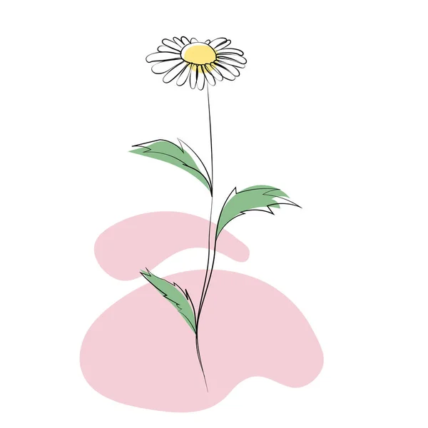 Kamillenblüte, Linienzeichnung. Gänseblümchen-Wildblumen, umrissene florale Gestaltungselemente isoliert auf weißem Hintergrund. — Stockvektor