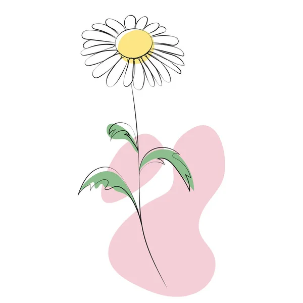 Kamille bloem, lijntekening. Daisy wilde bloemen, overzicht bloemen ontwerp elementen geïsoleerd op witte achtergrond. — Stockvector