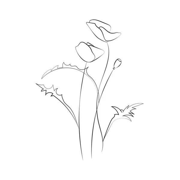 Mohnblume, Linienzeichnung. Wildblumen, umreißen florale Gestaltungselemente isoliert auf weißem Hintergrund, — Stockvektor