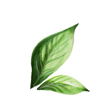 Beyaz arka planda suluboya yeşil taze avokado.