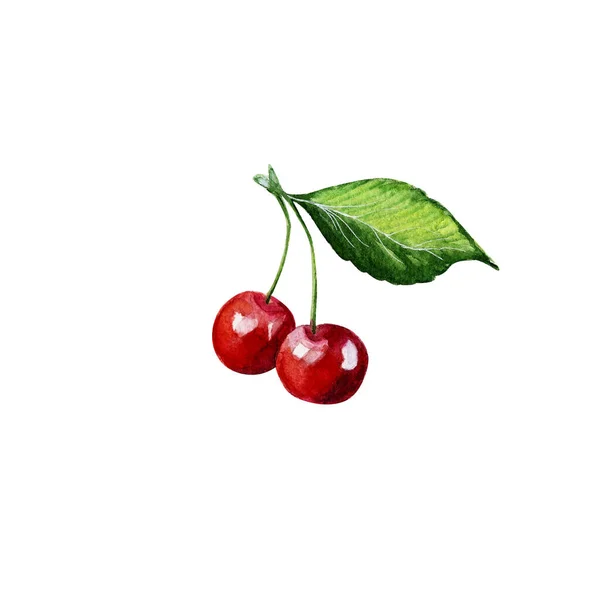 Watercolor Cherries on Branch. Hand Drawn Illustration Organic Food Vegetarian Ingredient — Stock Photo, Image