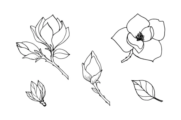 Serie Elementi Rami Magnolia Fiori Foglie Gemme Disegno Contorno Nero — Vettoriale Stock