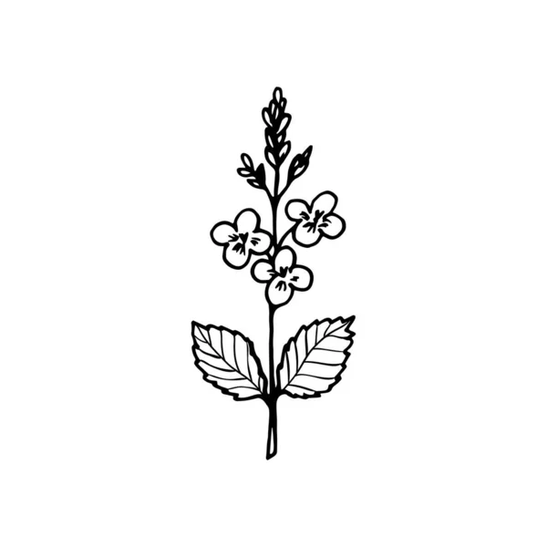 Branche Avec Des Fleurs Veronica Plante Dessin Linéaire Contour Noir — Image vectorielle