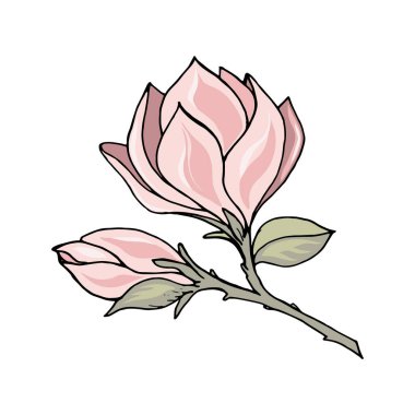 Magnolia branch with pink flower and bud, color freehand drawing with black outline. Vector illustration template for different design poster, card, tee shirt, pillow, home decor.