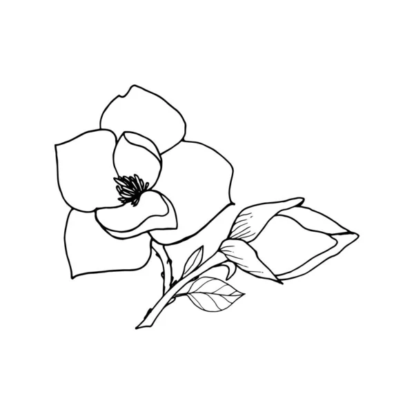 木兰花分枝 花蕾叶叶 线条艺术素描 — 图库矢量图片