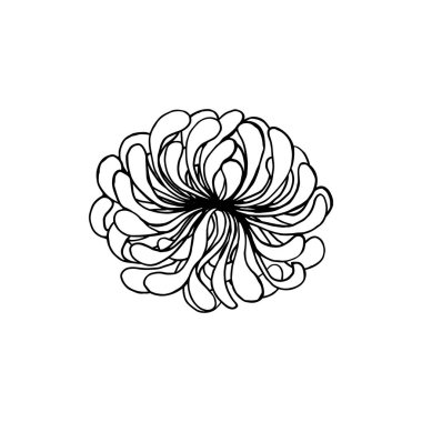 Kasımpatı çiçeğinin baş elementi, beyaz dolgulu siyah çizgiler, beyaz arkaplanda izole nesneler.