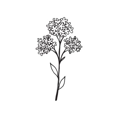 Vahşi bir çiçeğin vektör illüstrasyonuName.